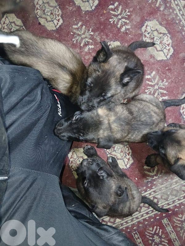 Belgian Malinois & Dutch Shepherd Puppies for Sale – جراء حراسة قوية 4