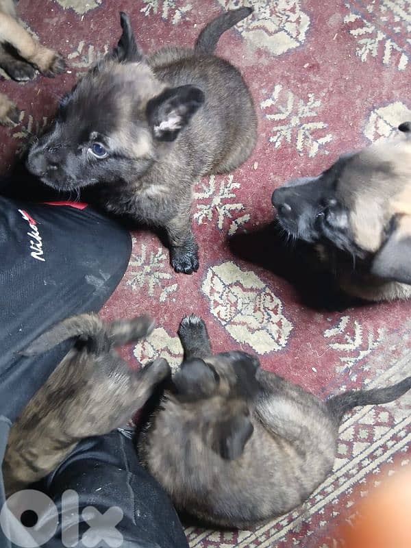 Belgian Malinois & Dutch Shepherd Puppies for Sale – جراء حراسة قوية 5