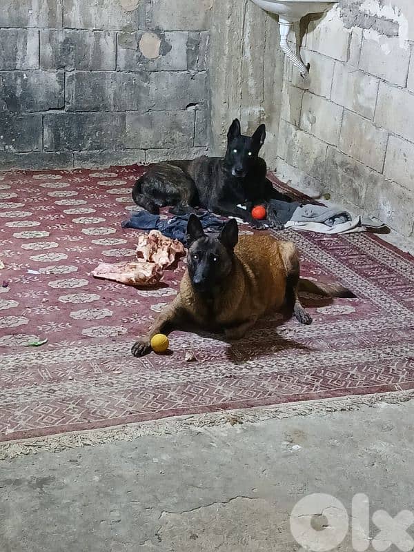 Belgian Malinois & Dutch Shepherd Puppies for Sale – جراء حراسة قوية 6