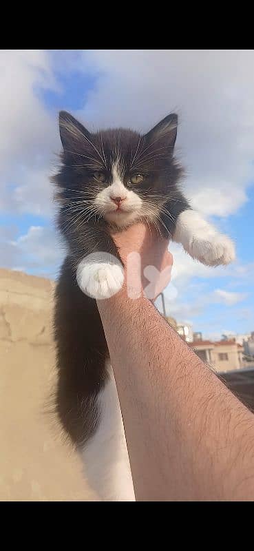 قطط (شيرازي) للتبني ،  ذكر و أنثى واليفه جدا