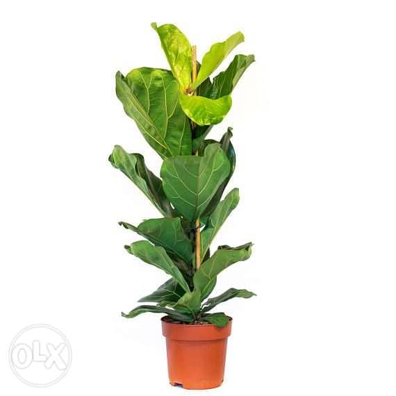 Dutch Ficus lyrata 0
