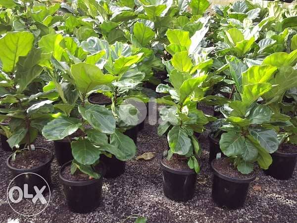 Dutch Ficus lyrata 1