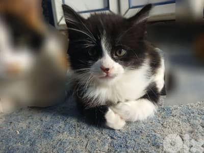 قطط (شيرازي) للتبني ،  ذكر و أنثى