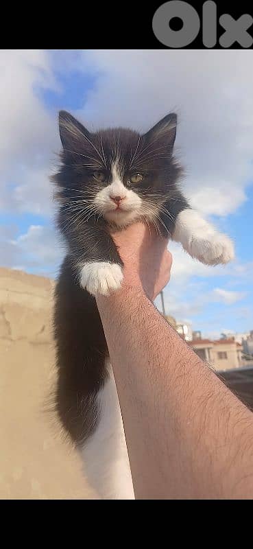 قطط (شيرازي) للتبني ،  ذكر و أنثى 1