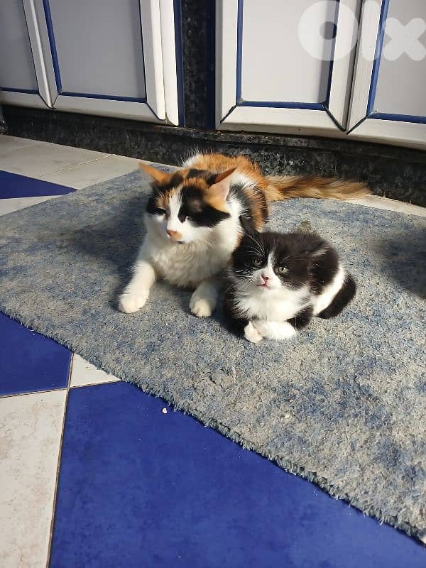 قطط (شيرازي) للتبني ،  ذكر و أنثى 2