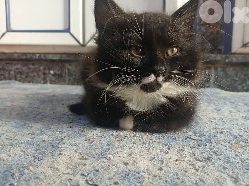 قطط (شيرازي) للتبني ،  ذكر و أنثى 3