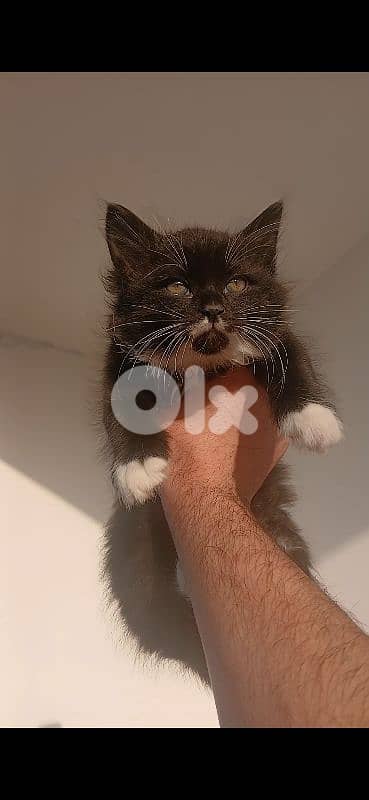 قطط (شيرازي) للتبني ،  ذكر و أنثى 4