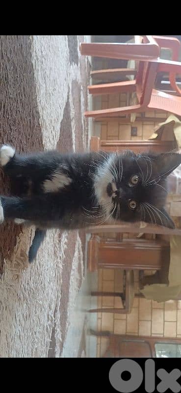 قطط (شيرازي) للتبني ،  ذكر و أنثى 5