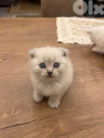 سكوتش فولد مميزي