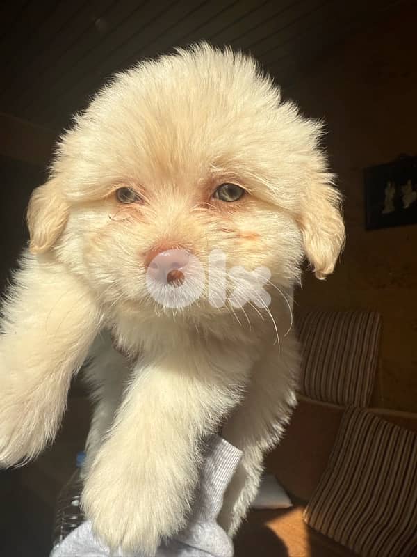 bichon for sale 1