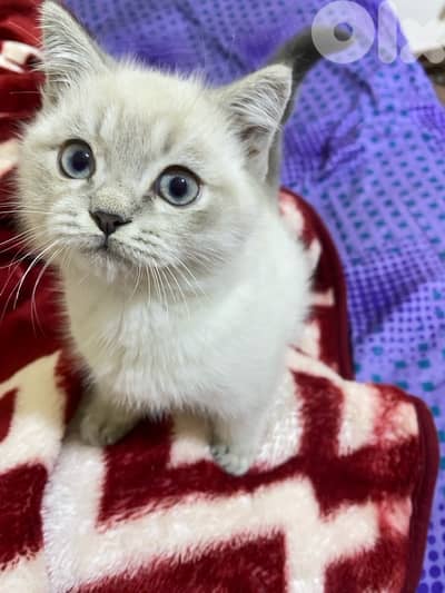 himallian ragdoll kitten