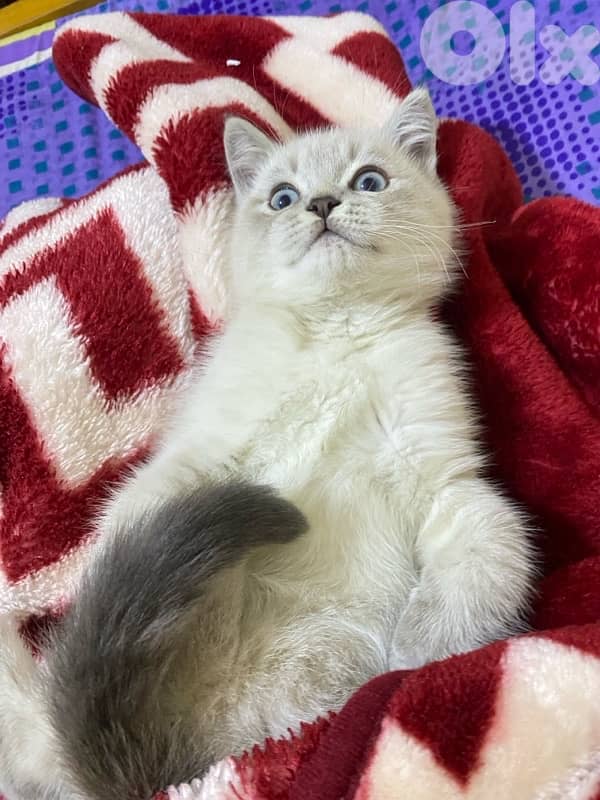 himallian ragdoll kitten 1