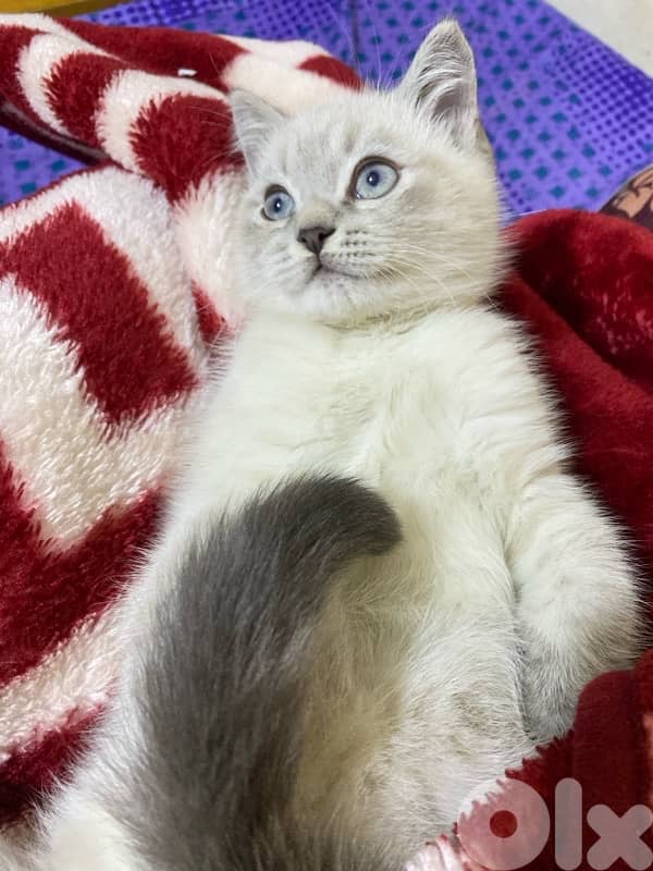 himallian ragdoll kitten 2