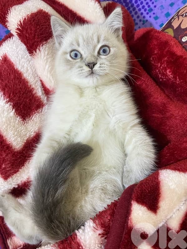 himallian ragdoll kitten 3
