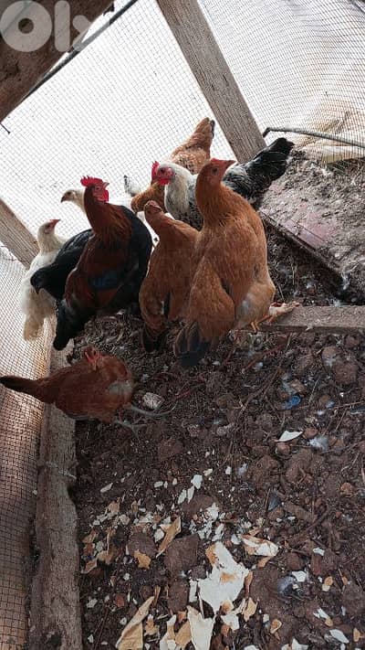 ثمن فرخات عمرهن اربع شهور وديكين