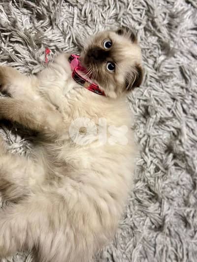 scottish fold - Himalayan cat