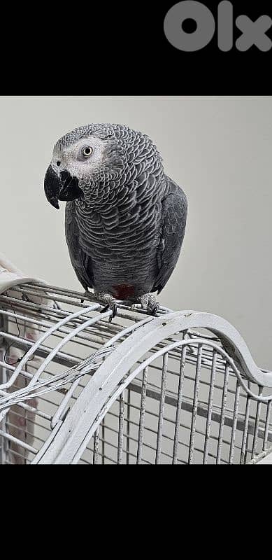 بغبغاء كاسكو الحبه الكبيره عاقل متكلم بيطلع على ايده عالكتف صحته جيده