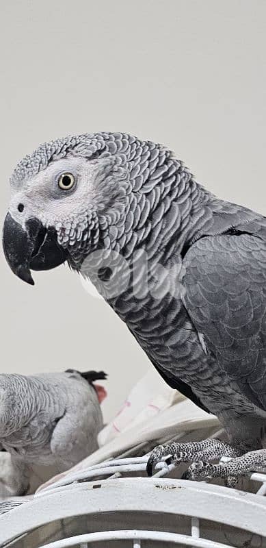 بغبغاء كاسكو الحبه الكبيره عاقل متكلم بيطلع على ايده عالكتف صحته جيده 1