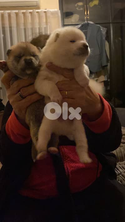 Japanese akita (big size- pedigree)