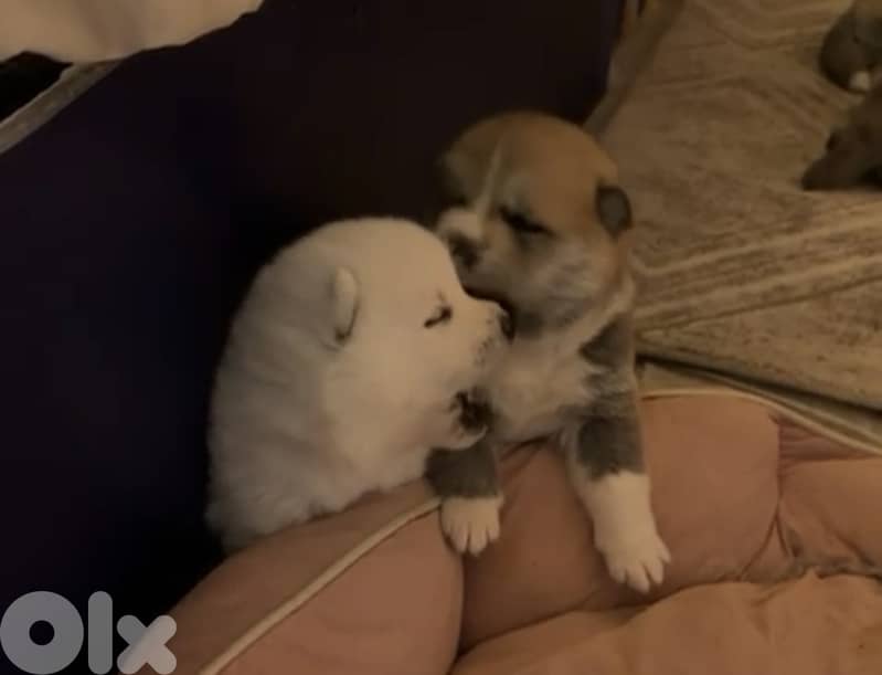 Japanese akita (big size- pedigree) 1