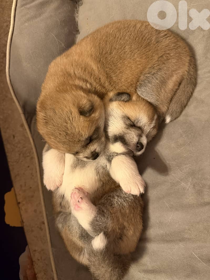 Japanese akita (big size- pedigree) 2