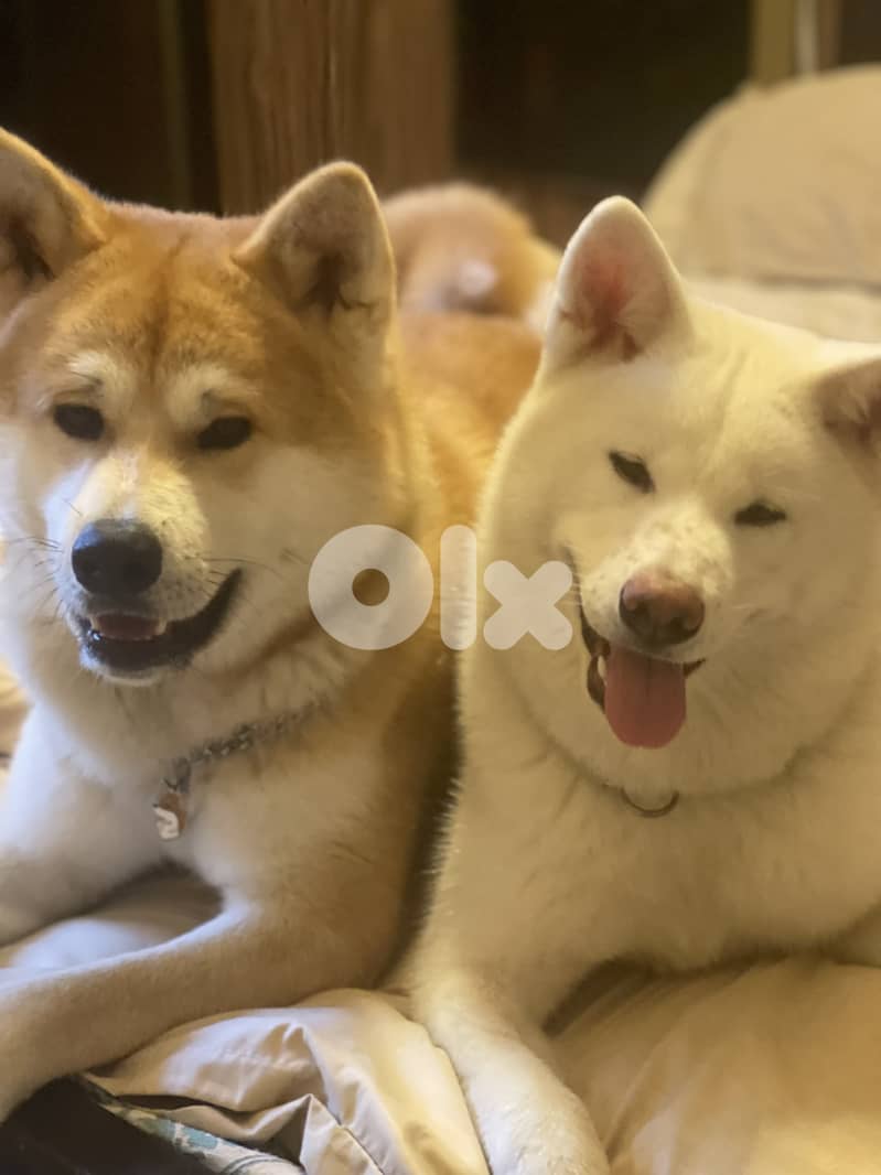 Japanese akita (big size- pedigree) 5