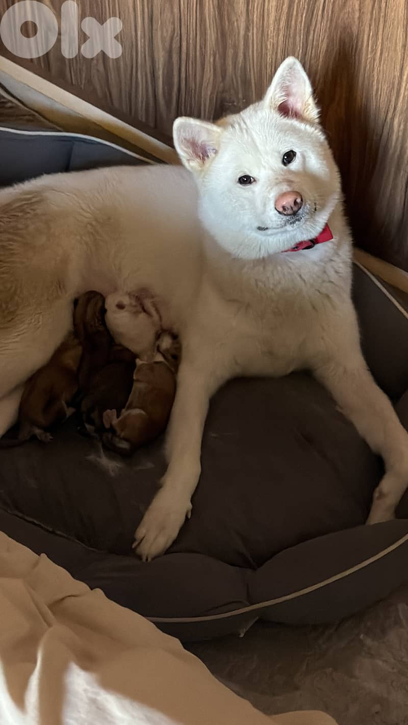 Japanese akita (big size- pedigree) 7