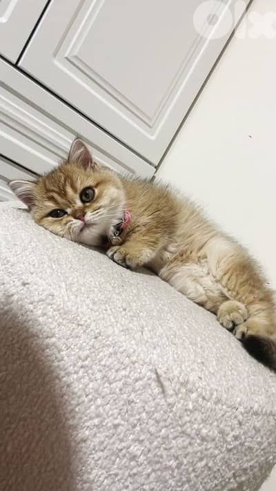 golden chnchilla 71827483