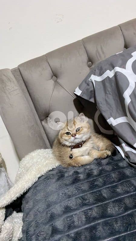 golden chinchilla 71827483 1