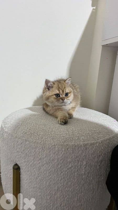 golden chinchilla 71827483 2