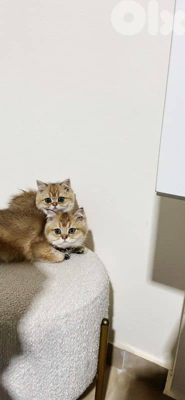 golden chinchilla 71827483 3