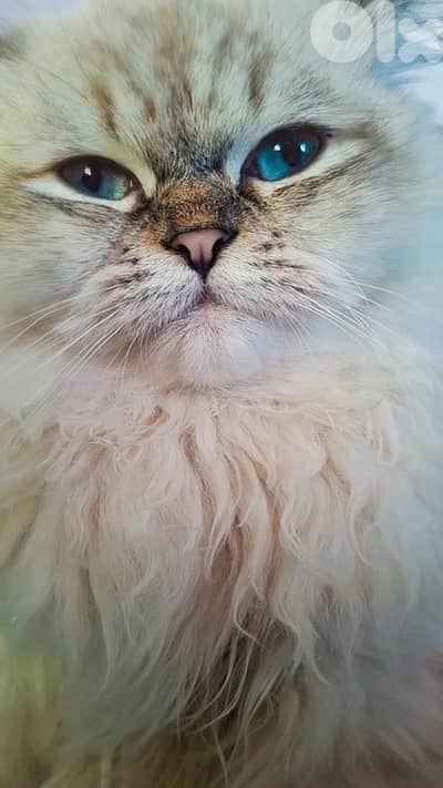 Need a Himalayan Male for mating