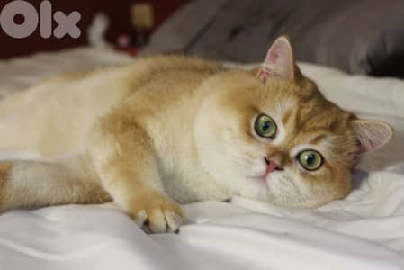 golden chinchilla Ny12 للزواج فقط