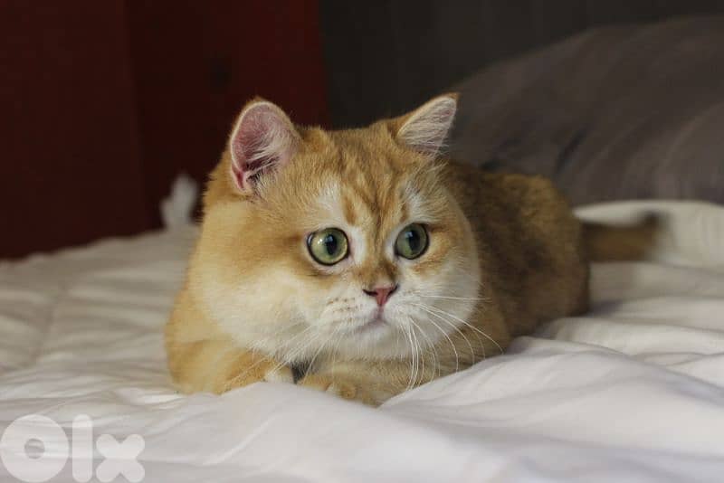 golden chinchilla Ny12 للزواج فقط 4