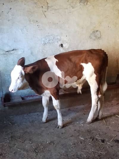 عكار القبيات