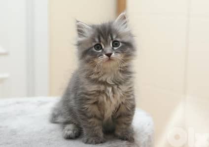 Special Persian Kittens in store | cat قطط
