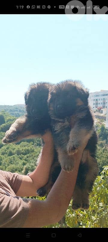 Top Bloodline German Shepherd Puppies – Showline