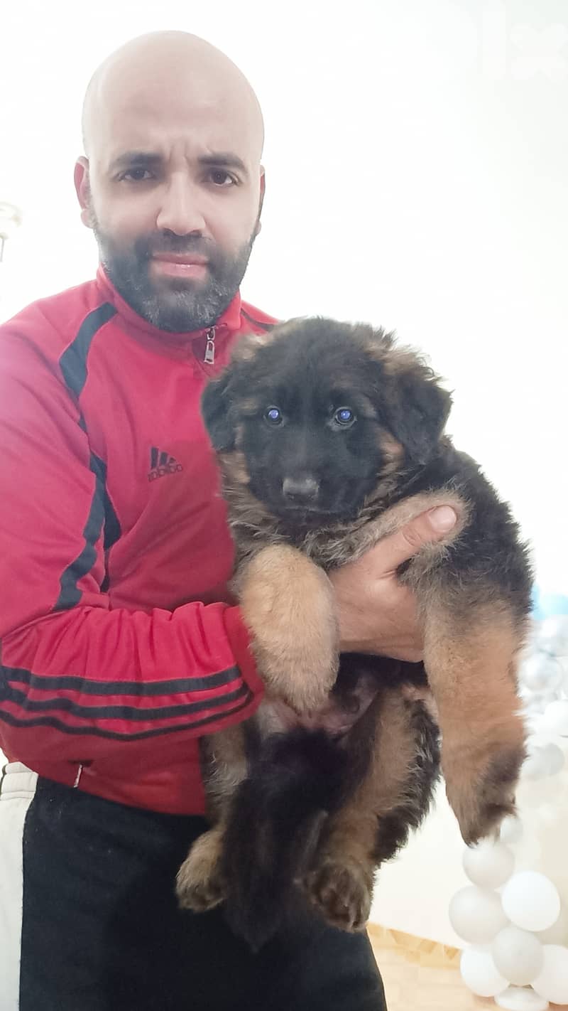 Top Bloodline German Shepherd Puppies – Showline 2