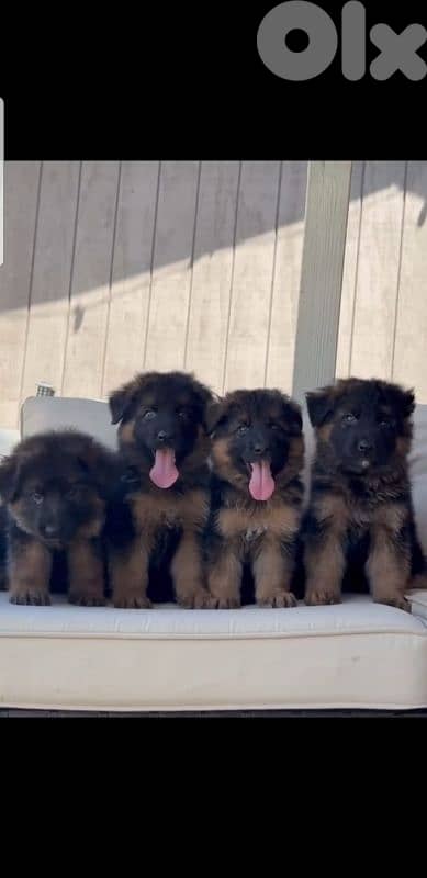 Elite Long hair German shepherd puppies showline