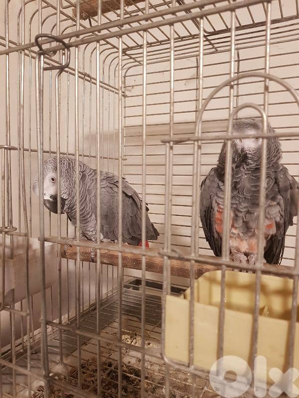 بغبغاء كاسكو الحبه الكبيره عاقل متكلم بيطلع على ايده عالكتف صحته جيده 2