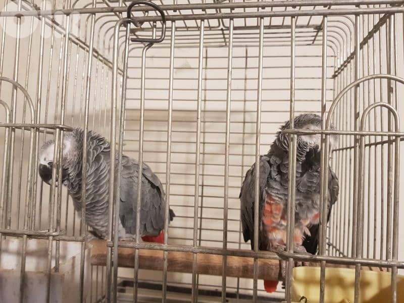 بغبغاء كاسكو الحبه الكبيره عاقل متكلم بيطلع على ايده عالكتف صحته جيده 4