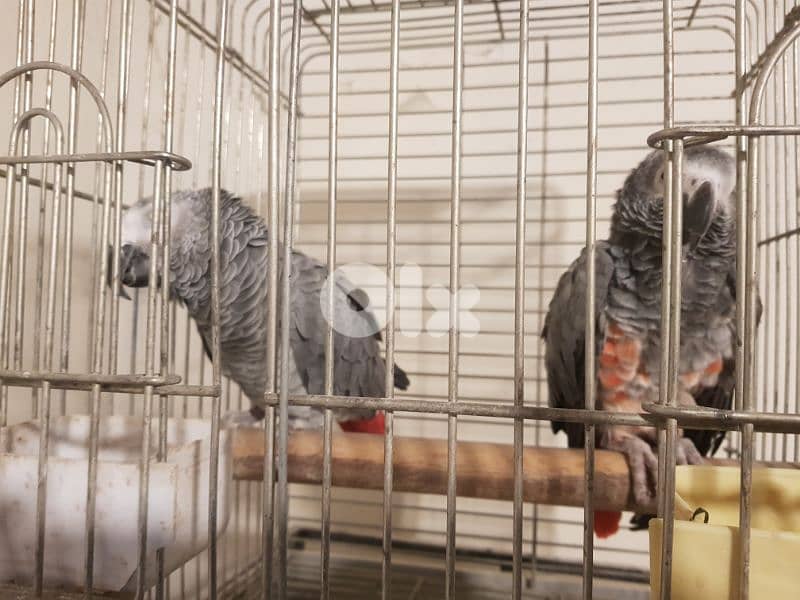 بغبغاء كاسكو الحبه الكبيره عاقل متكلم بيطلع على ايده عالكتف صحته جيده 5