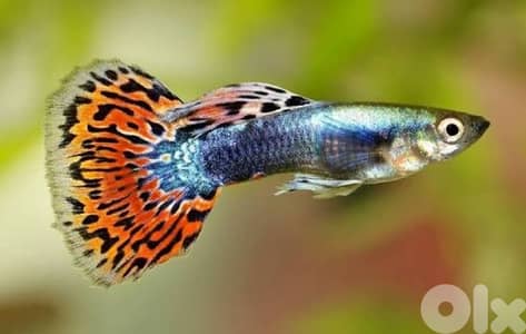 li 3ando guppies aw betta yehkine