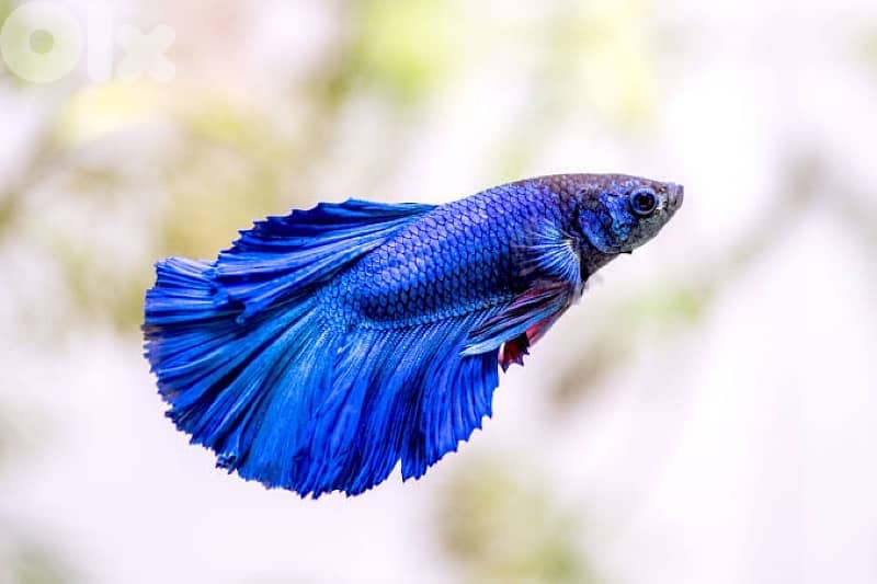 li 3ando guppies aw betta yehkine 1