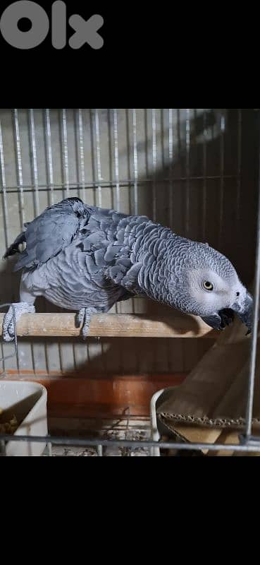 ببغاء كاسكو بالغ مع dna