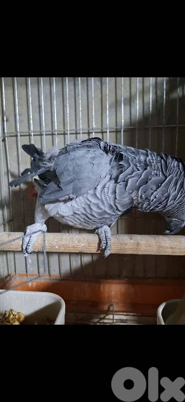 ببغاء كاسكو بالغ مع dna 1