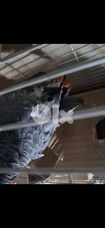 ببغاء كاسكو بالغ مع dna 2