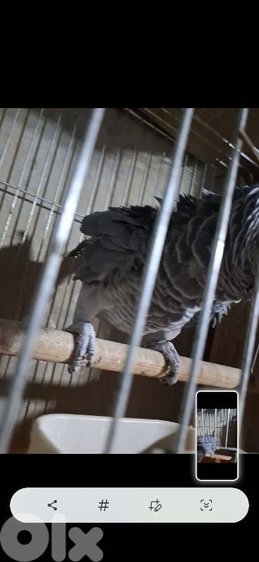 ببغاء كاسكو بالغ مع dna 3