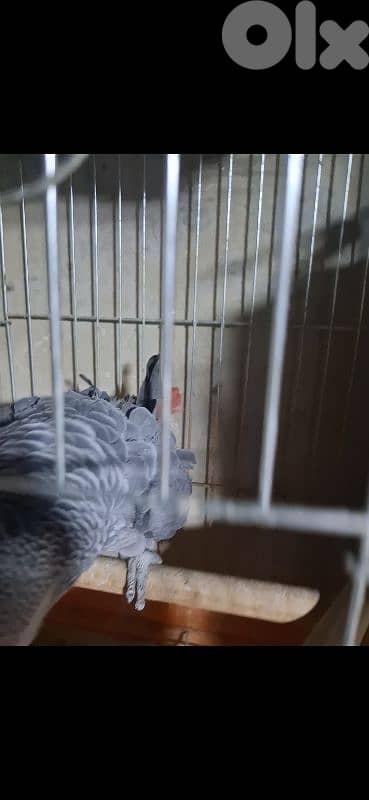 ببغاء كاسكو بالغ مع dna 4