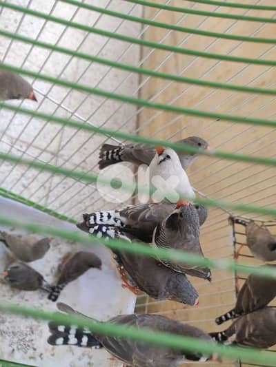 zebra finches طيور جنة